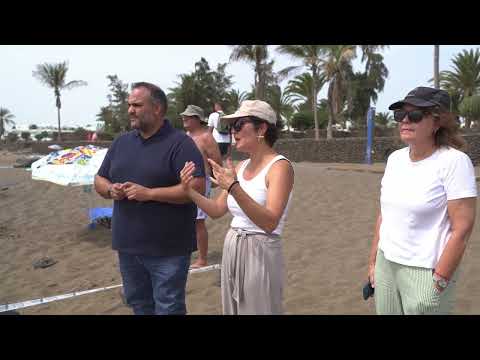 Vea cómo devuelven al mar una tortuga boba encontrada entre Cocoteros y Charco del Palo