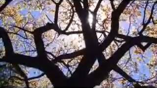 Junkie XL feat. Robert Smith - Perfect Blue Sky