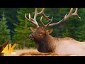 Wild Animals Of Canada In 4K UHD Part 1 Beautiful Deer And Elks Best Of Wild Canada