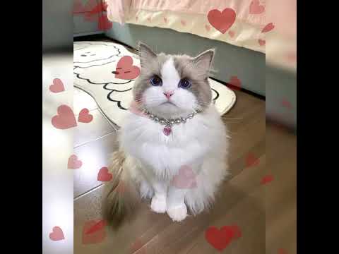 #shorts #cat she has 4 mood's 🥰❤️❤️🥰