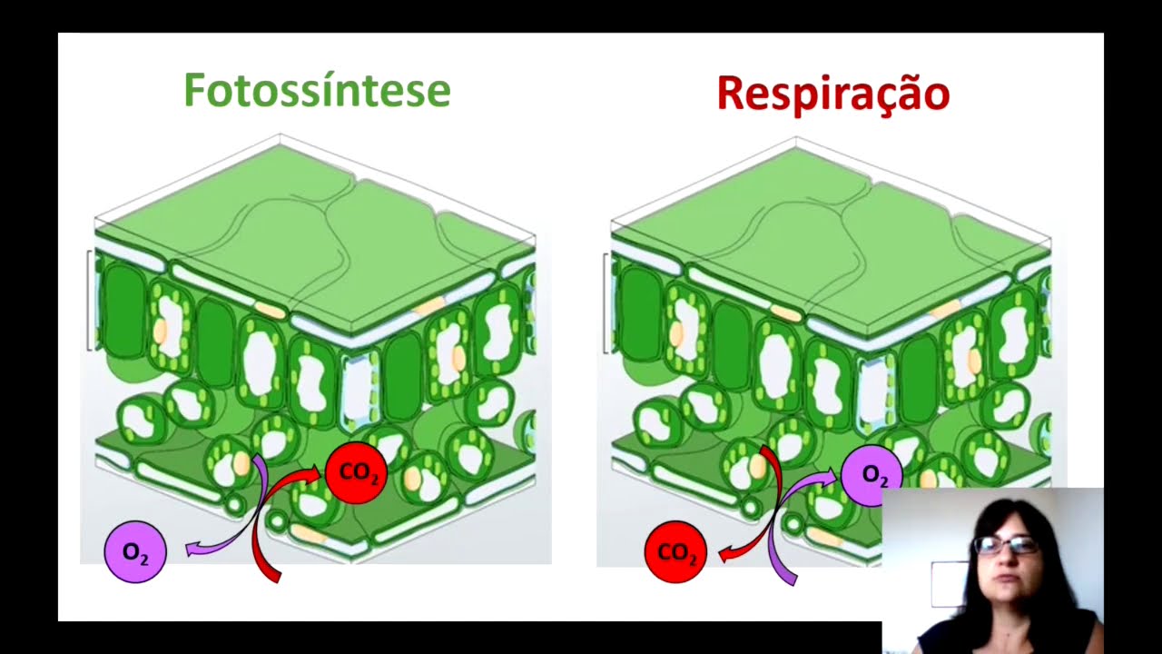 Fisiologia Vegetal - Fotossíntese - Parte 1 - Trocas gasosas