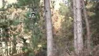 Honey Bee CP2 meets pine tree