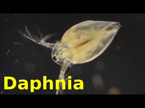 Daphnia