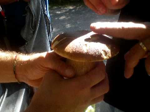 SIGNORI ... IL SERGENTE ALLA BATTERIA  ( ... il fungo di RAMBO ) !