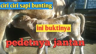 Download lagu 🔴 ini hasilnya ‼️ciri-ciri sapi bunting ,anak jantan mp3