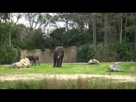 Kilimanjaro Safaris®