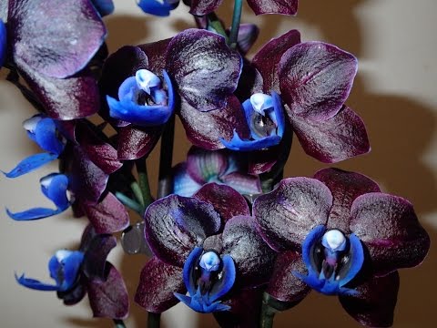 , title : 'Blue (colored) orchid Phalaenopsis for Valentine' s Day'