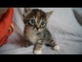 Cute Baby Kitten meows because Mama Cat is not ...