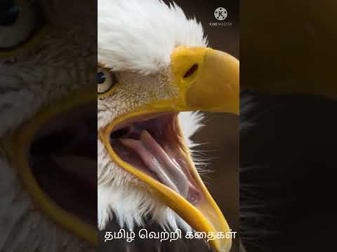 The King's Eagle/ A motivational story when you are stuck in a fall and are struggling#Tamil succ...