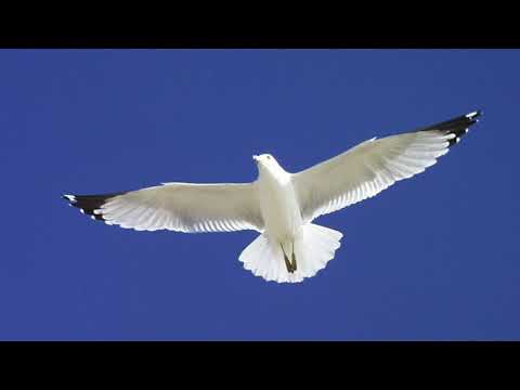 Ritem Planet - Prespiva med galebi