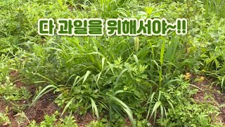 과일의 생장을 도와주는 잡초들  / YTN 사이언스