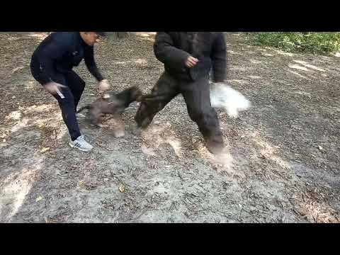 Leash break. American Staffordshire Terrier Baron and German Shepherd Mukhtar.