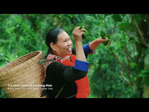 Video nổi bật Festival Trà