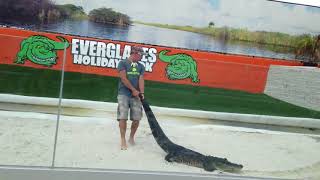 Everglades Holiday Park Florida Alligators and Gator Boys Paul