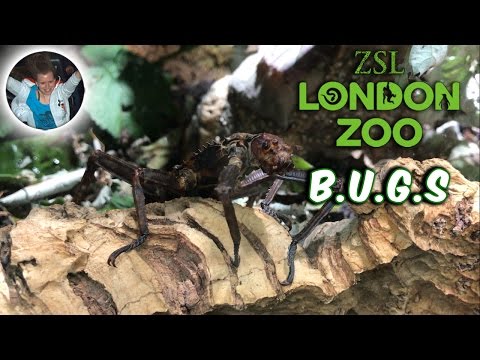 B.U.G.S | ZSL London Zoo