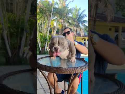 Soberano Baião Bully's/ American Bully Micro