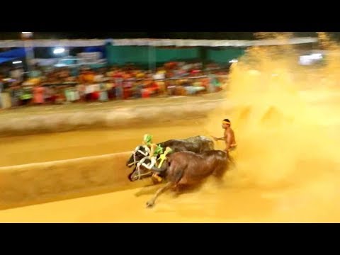 India's traditional 'kambala' buffalo race thrills spectators