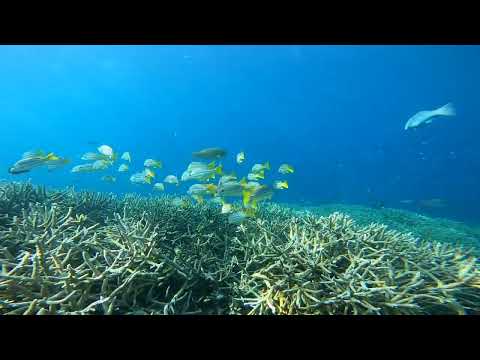 Dive Spear and Sport 1770