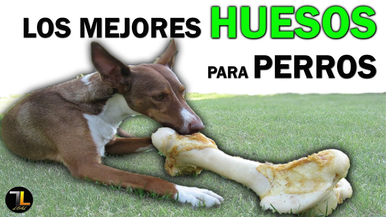 Watch 🍗 HUESOS RECREATIVOS para PERROS ✔ Now 🍗 HUESOS RECREATIVOS para PERROS ✔