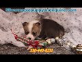 Welsh Corgi Pembroke dogs for sale: Brady - Video 1