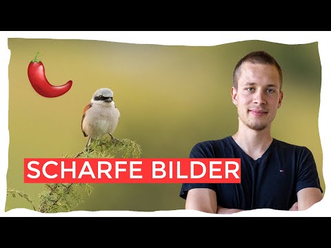 5 Tipps für schärfere Bilder - Vogelfotografie lernen