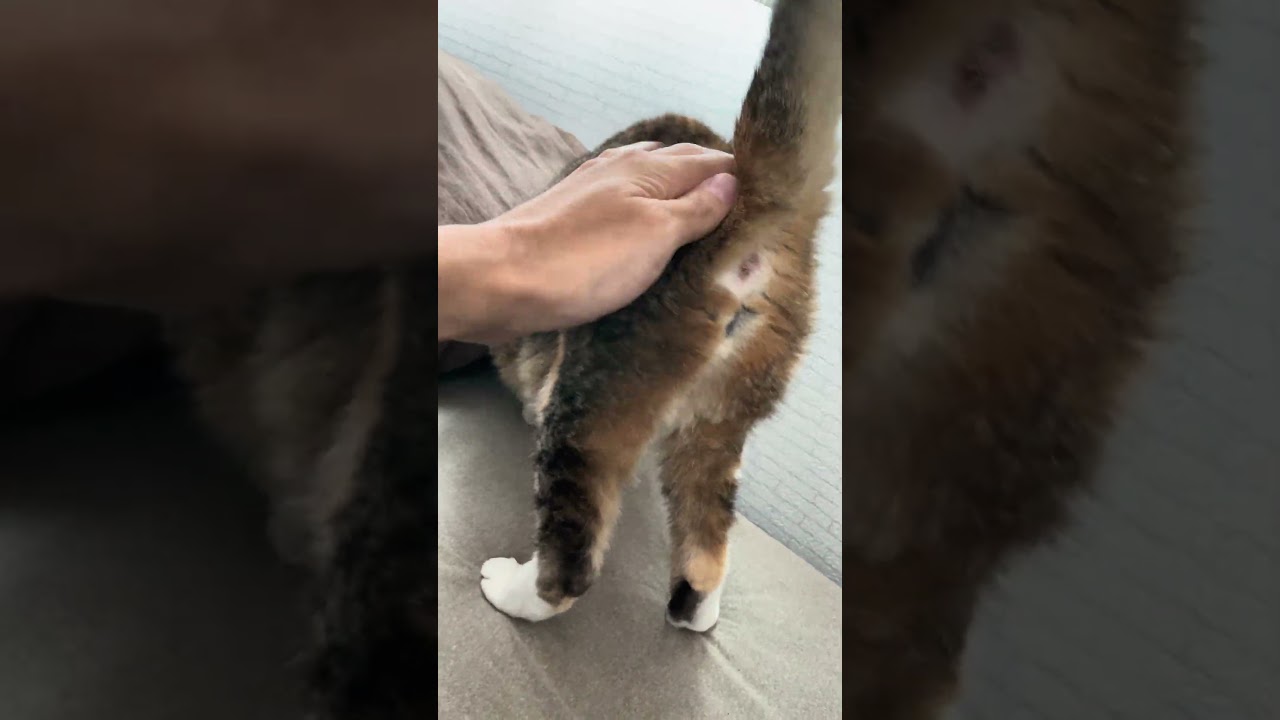 可愛いお尻#shorts