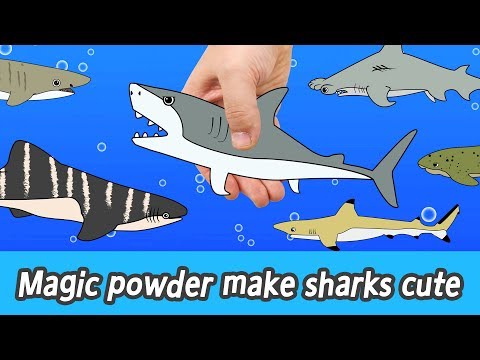 [EN] Magic powder make sharks cute! animals names for kids, coco animal animation, collectaㅣCoCosToy
