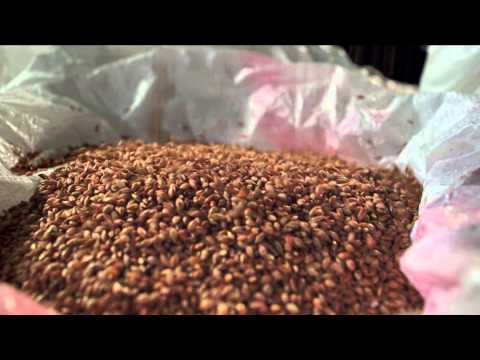 HYVIDO : Production and Supply