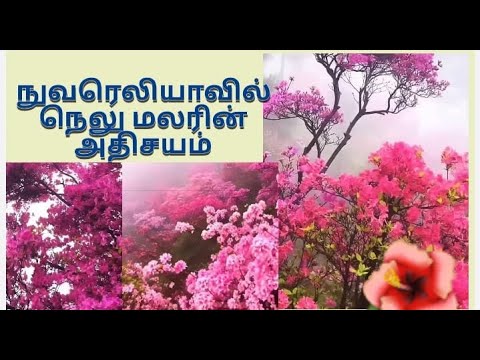 The Miracle of the Nelu Flower in Nuwara Eliya/ நுவரெலியாவில் நெலுமலரின் அதிசயம்