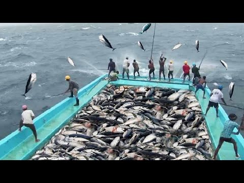 Everyone should watch this Fishermen's video: Amazing Fastest Fish Processing & Fishing Skill on Sea