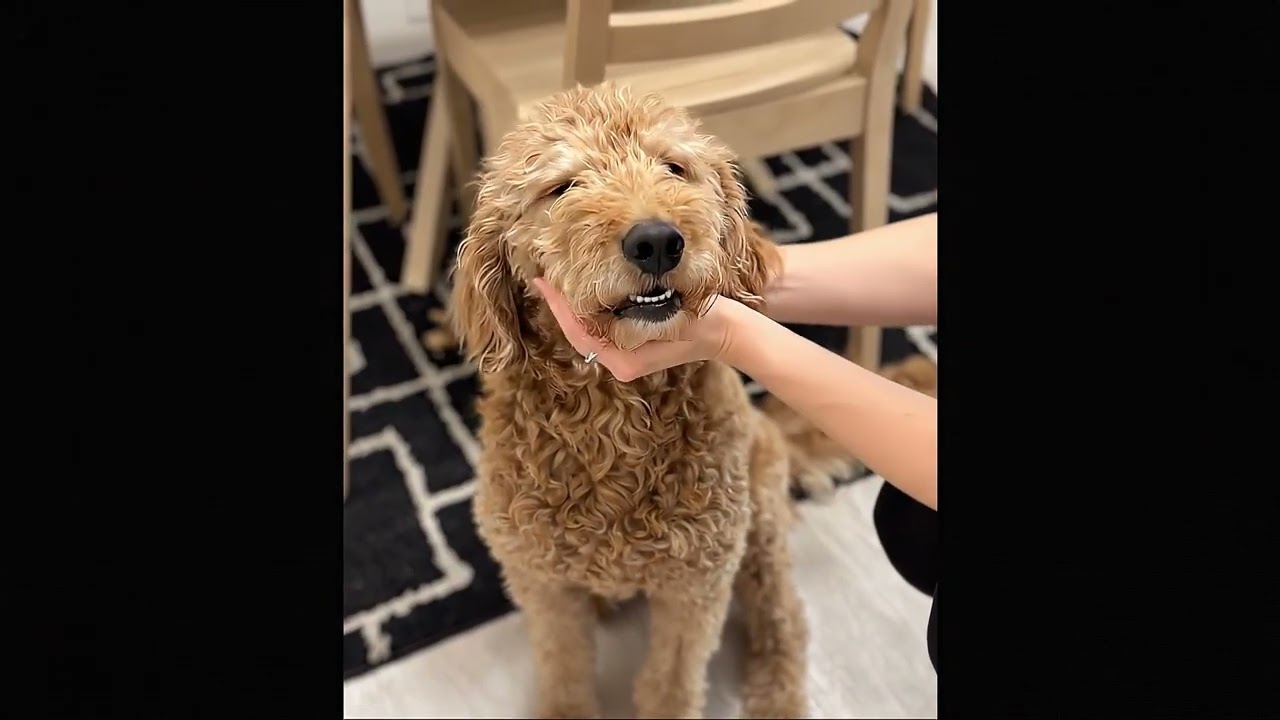 Enlarge Honey- Foster to Adopt, a ADOPTABLE Goldendoodle in Crown Point, IN video 4/4