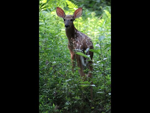 Book Report: C.S. Lewis's "The Reading Life"