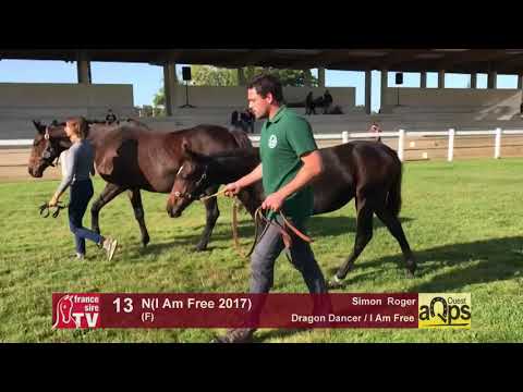 Show AQPS Lion 2017 : Lot 13 - N(I Am Free 2017)