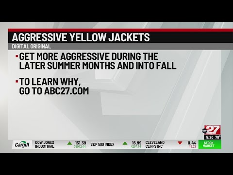 3rd YouTube video about are yellow jackets aggressive