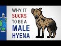 Why It Sucks To Be A Male Hyena