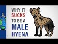 Why It Sucks to Be a Male Hyena