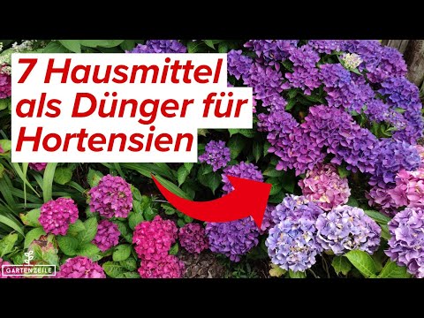Hefe als Dnger fr Hortensien: So bringen Sie Ihre Pflanzen zum Blhen! -  Restaurant Weinterrasse Hasimatt