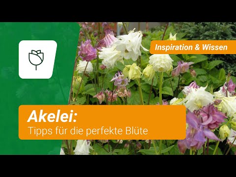 Akelei: Tipps für die perfekte Blüte
