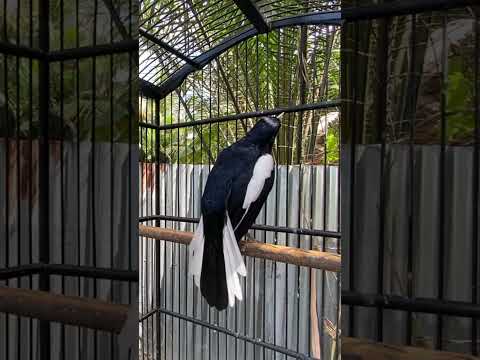 Kacer gacor nembak isian #kacer #kacergacor #kacergacorfullisianmewah #birds #burung