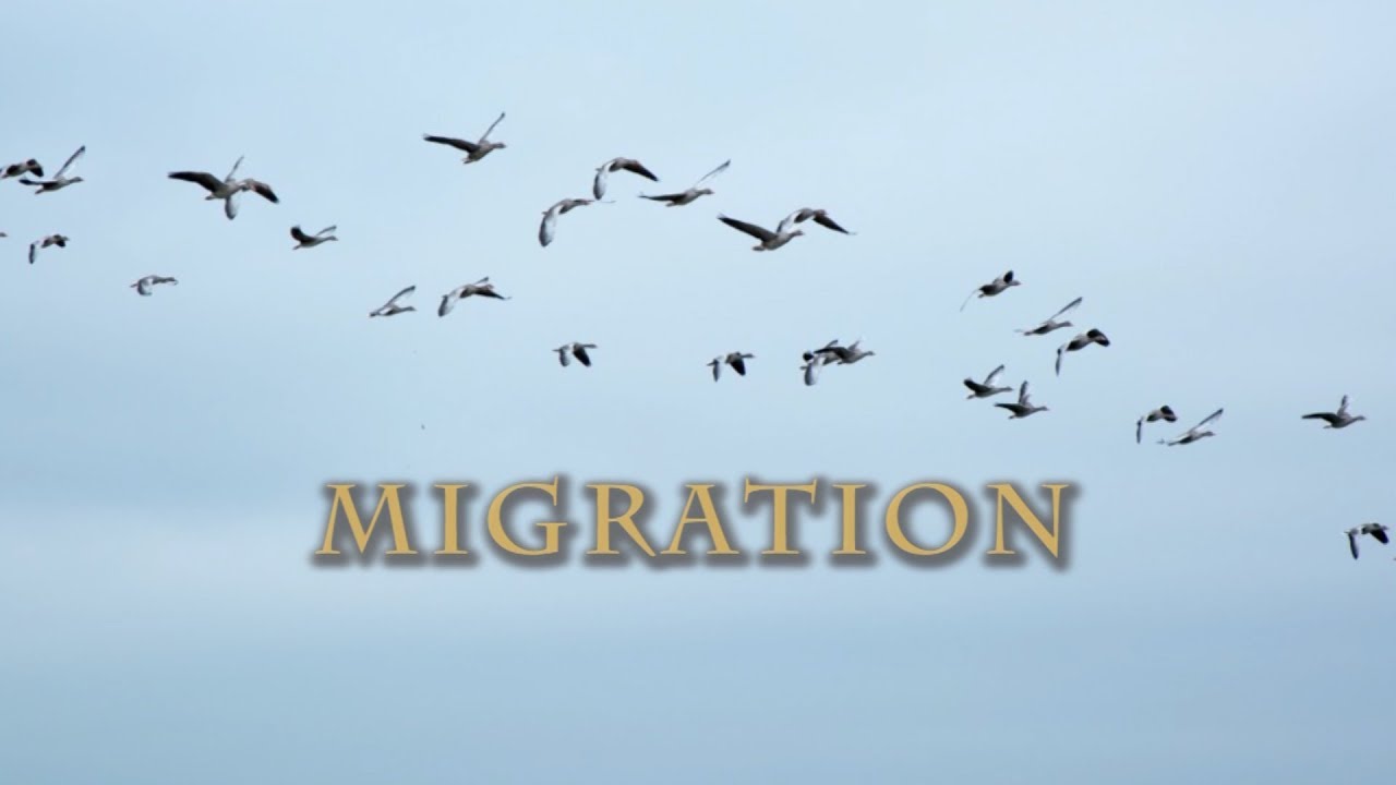 Conservation of Plants and Animals - Migration - Science VIII Std