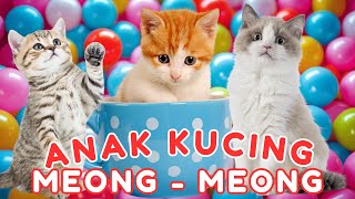 Download lagu ANAK KUCING MEONG MEONG‼️ KUCING LUCU-LUCU KUCING JOGET‼️KUCING MEONG MEONG #kucinglucu #catlovers mp3