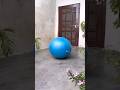 Cute Little Dog Comedy Funny Funnyshorts Shorts