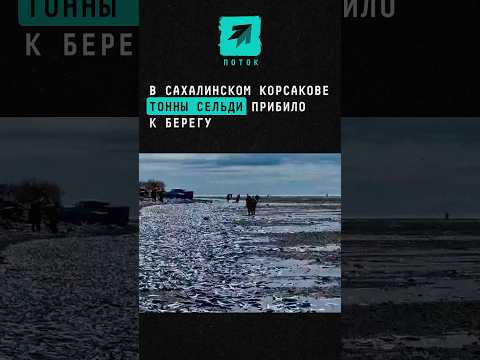 В сахалинском Корсакове тонны сельди прибило к берегу #новости #поток #селедка #тонны #сахалин
