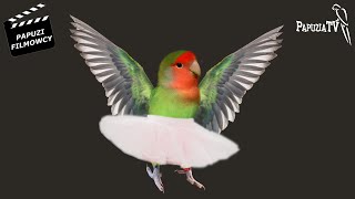 Little Ballerina, or Boogie-Woogie for My Parrot