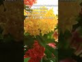 Ponnambal Puzhayirambil Harikrishnans Ouseppachan Kaithapram K J Yesudas K S Chitra