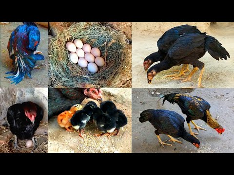 Watch the chicks grow up Complete video from 1 day to 8 months