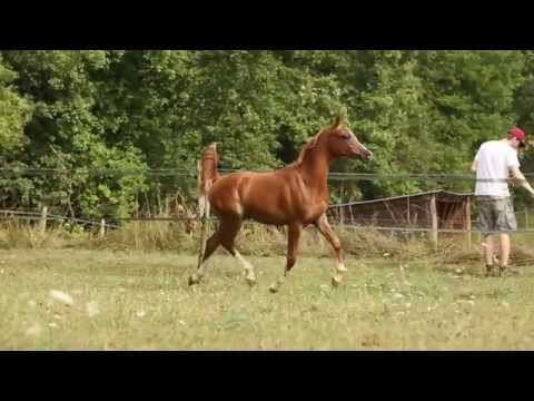 SH B Adaggio - LA Cosmos by Ajman Moniscione x LA Madona by Shaklan IBN Bengali