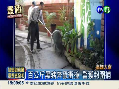 百公斤黑豬大暴走 原住民警智擒