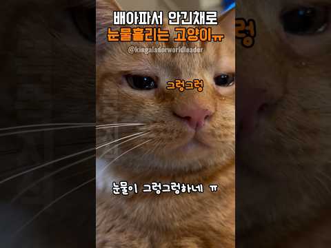 배아파서 안긴채로 눈물흘리는 고양이ㅠ #shorts