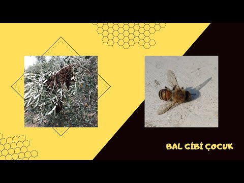 VARROA İÇİN OKSALİK ASİT ÇÖZELTİSİ YAPIMI UYGULAMASI ...